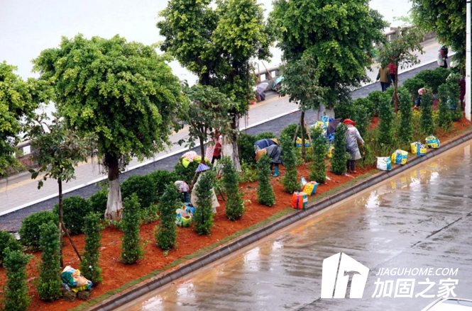 园林工人冒雨在绿化带上种植花草树木